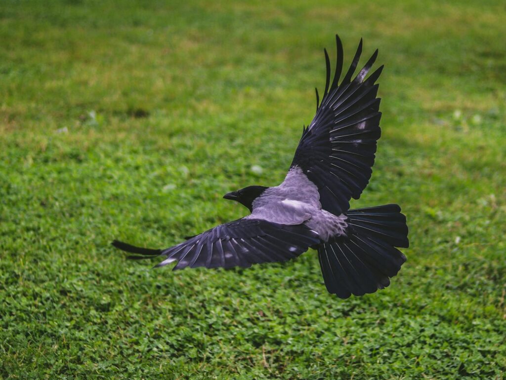 A black crow in flight showing its wingspan over a lush green field outdoors.