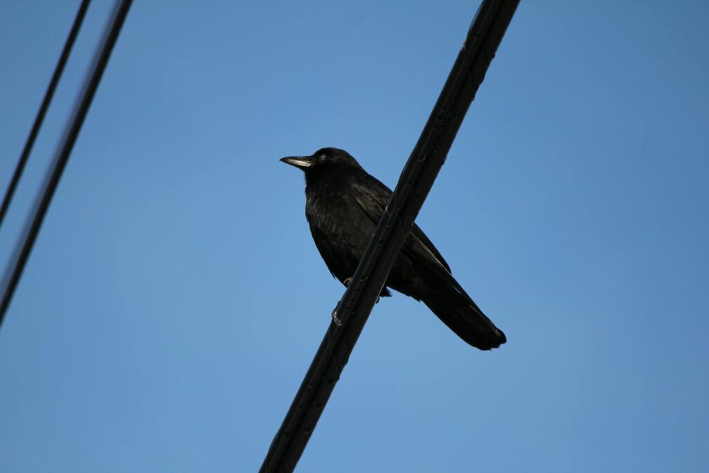 A solitary crow perched on a power line under a clear blue sky, embodying freedom and contemplation.