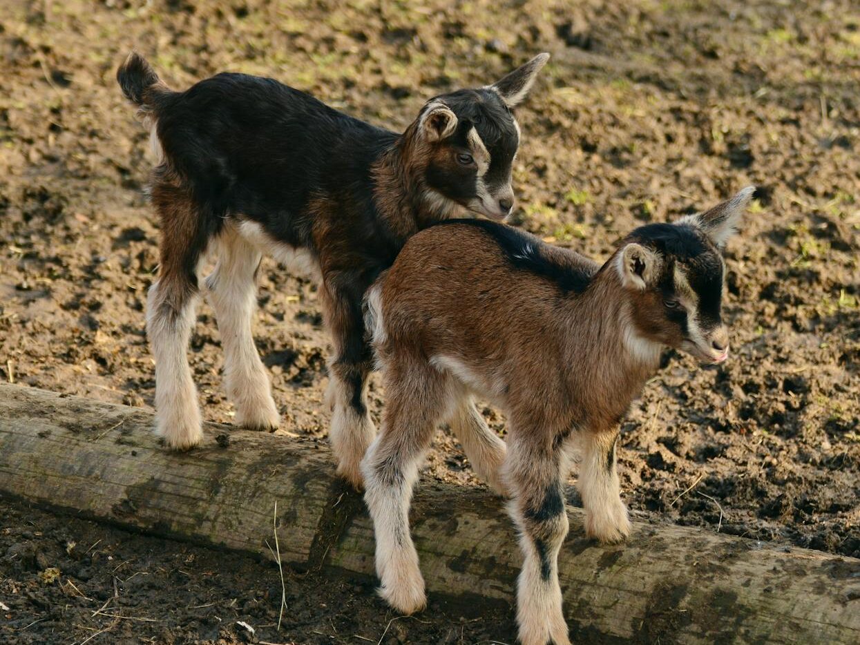 Adorable baby goats playing together on a sunny farm day.