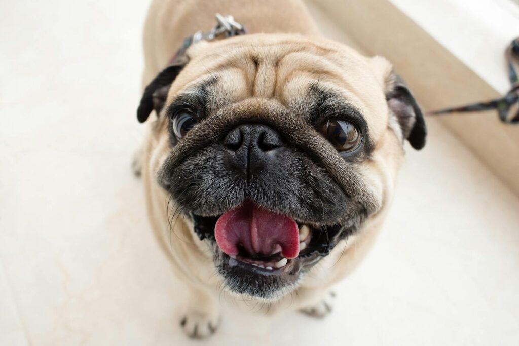 Close-up of a happy pug with a playful expression indoors.