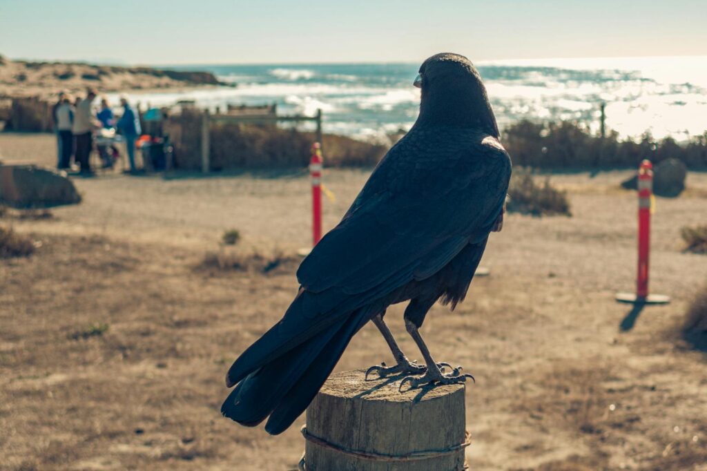 A crow perched on a wooden post overlooking a sunny ocean beach.