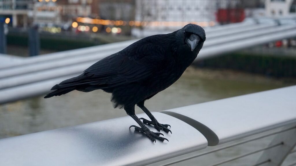 A detailed shot of a crow perched on a bridge railing in an urban setting.