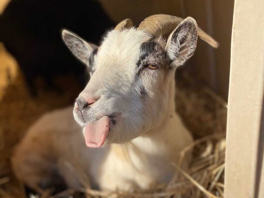 white and brown goat kid on brown dried grass during daytime