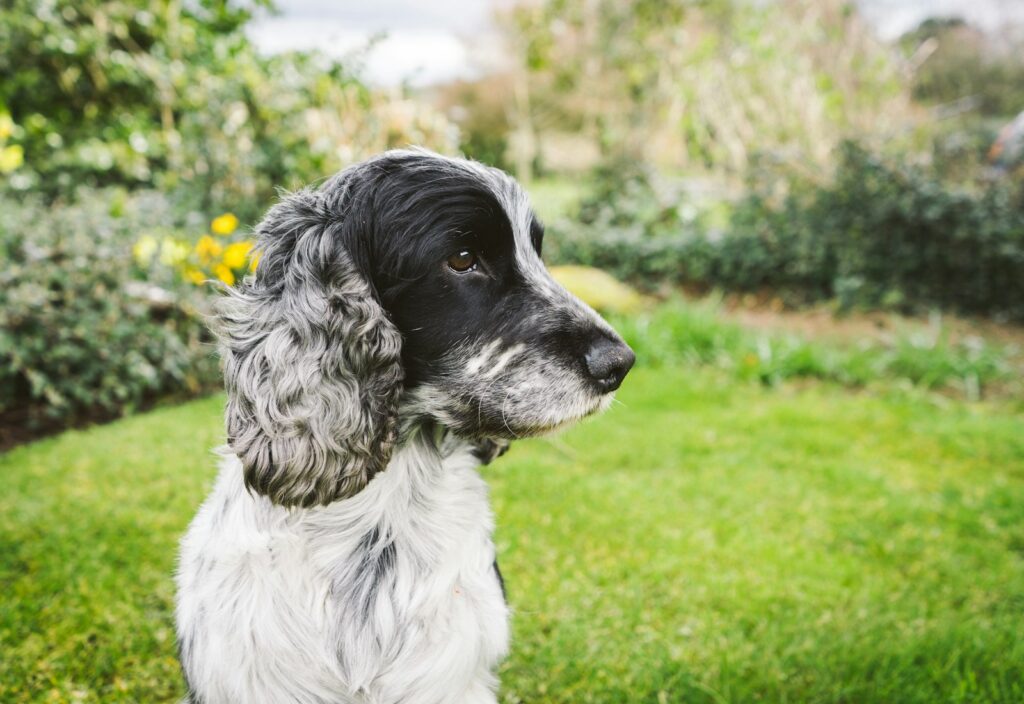 black and white long coat medium dog sitting on green grass during daytime