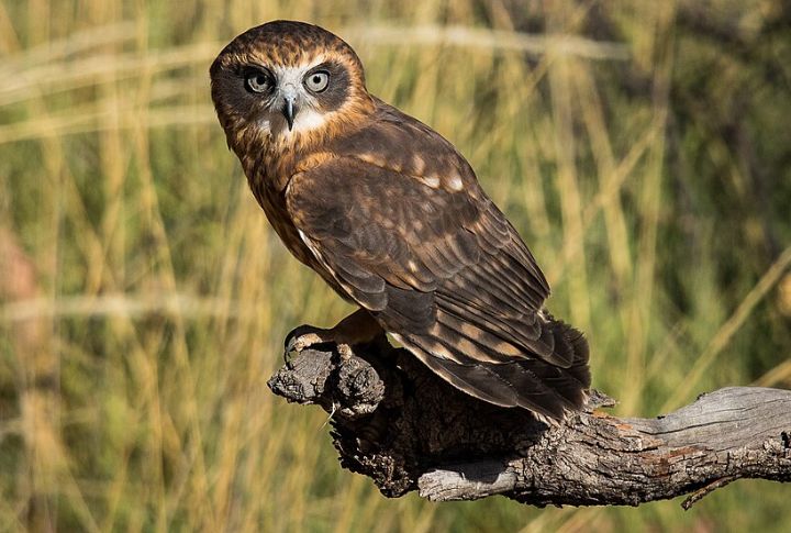 Southern Boobook Owl
