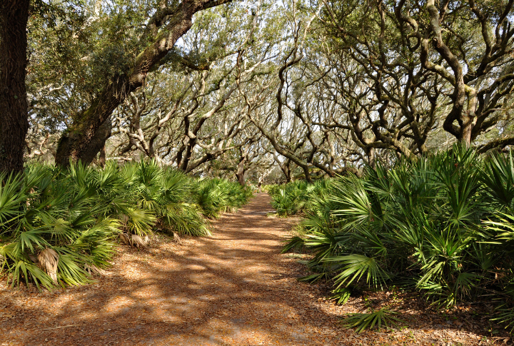 Cumberland Island, Georgia