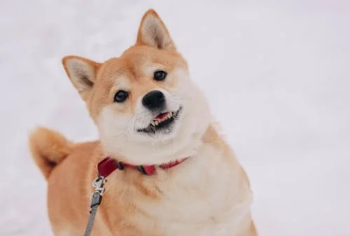 Tail Wags With Meaning