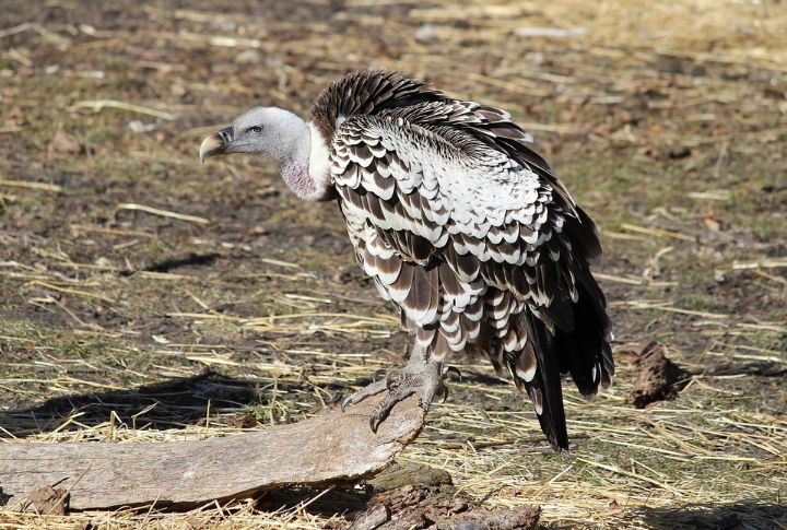 Ruppell’s Griffon Vulture
