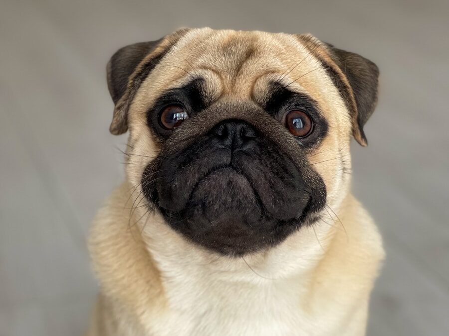 a small pug dog sitting on a wooden floor