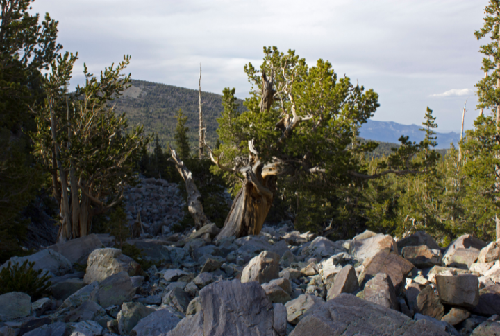 Great Basin National Park, Nevada