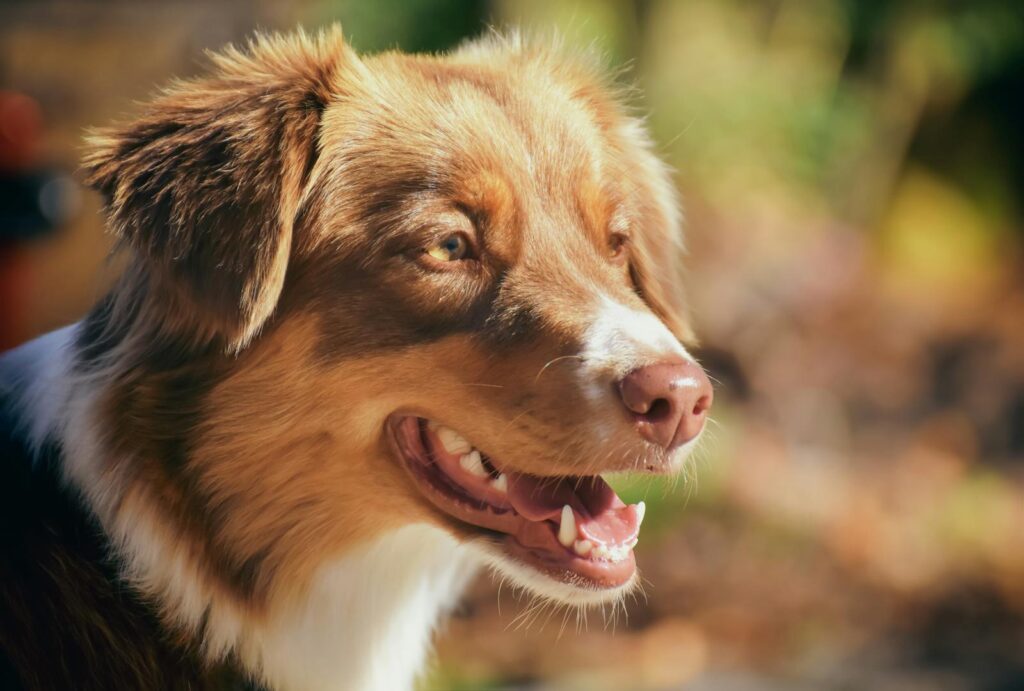 A joyful Australian Shepherd dog basking in the sunshine with a vibrant background.