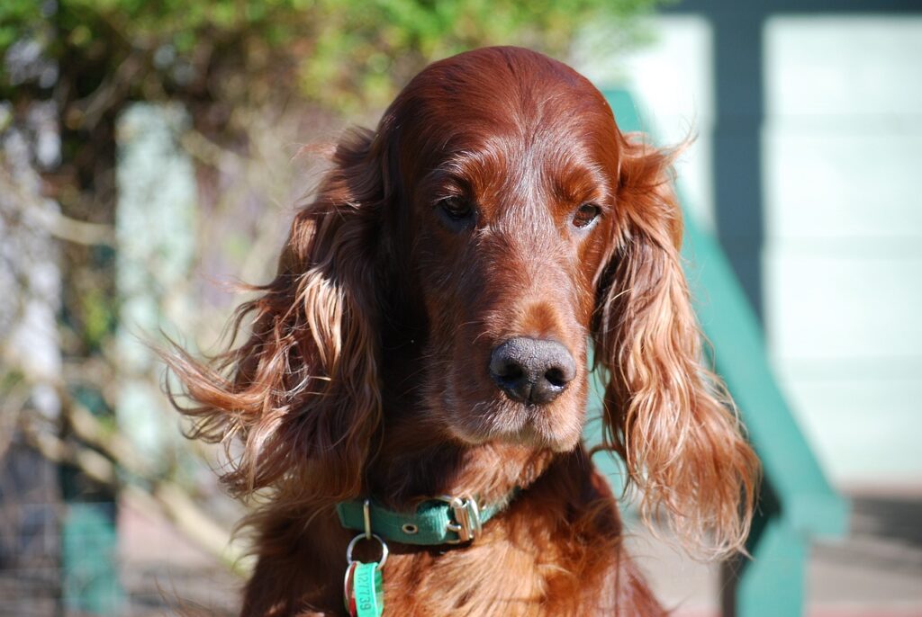 dogs, irish setter, red setter, pet, animal, purebred, pedigree, irish setter, irish setter, irish setter, irish setter, irish setter, nature, red setter, red setter