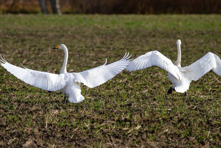 Whooper Swan