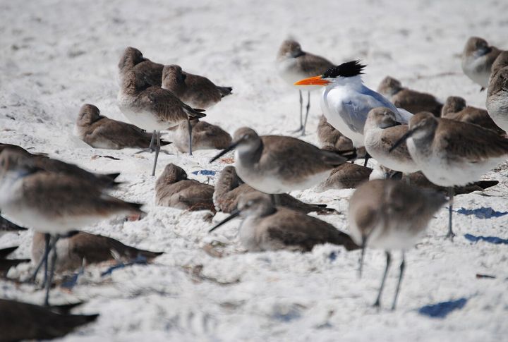 Rich Wildlife And Marine Life