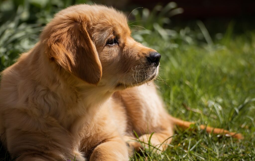 dog, golden retriever, puppy, small, grass, portrait, pet, cute, animal portrait, fur, dog portrait, canine, dog, golden retriever, golden retriever, golden retriever, golden retriever, animal, nature, golden retriever, puppy