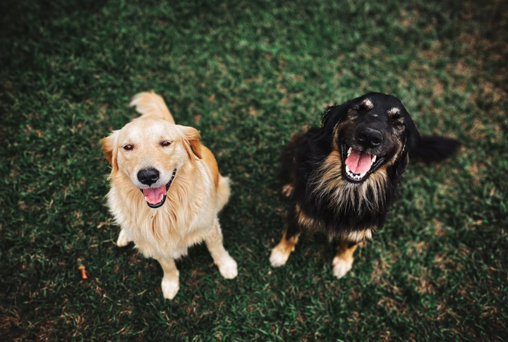They Smile At You (Yes, Really)
