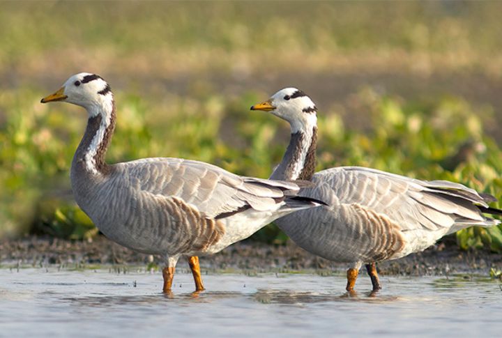 Bar-headed Goose