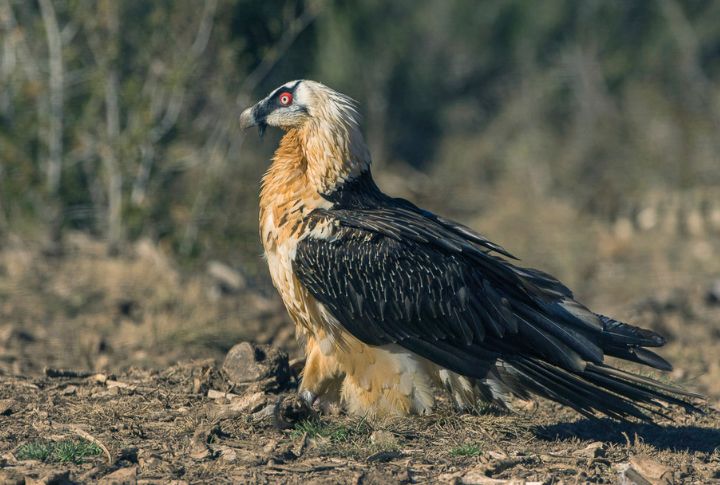 Bearded Vulture
