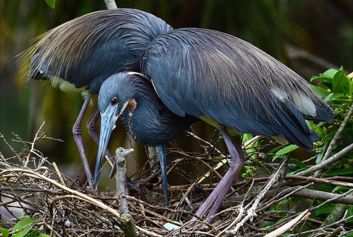 Spot Exotic Birds At A Rookery Hidden In Plain Sight