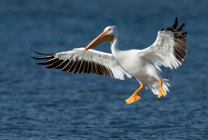 American White Pelican
