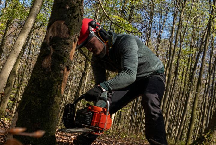Logging Nearly Wiped Them Out