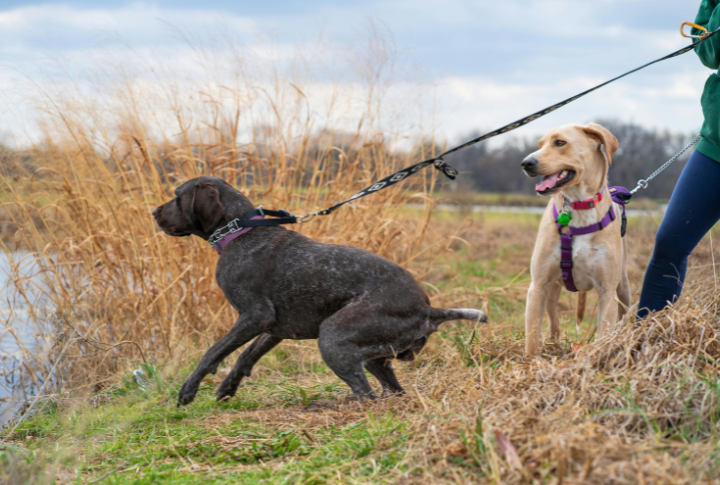 Pets Are Welcome On Leash