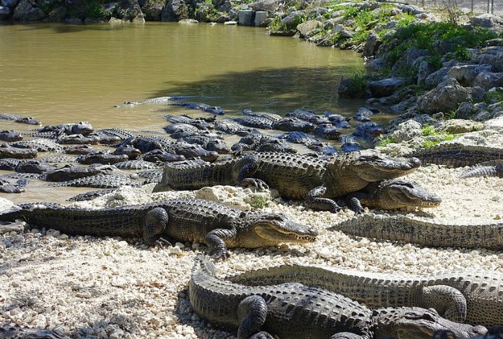 Hunt For Alligators At The Zoological Park