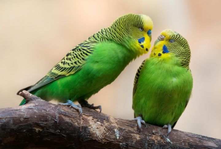 Budgerigar (Budgie)