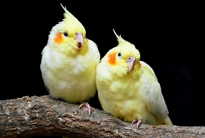 Cockatiel