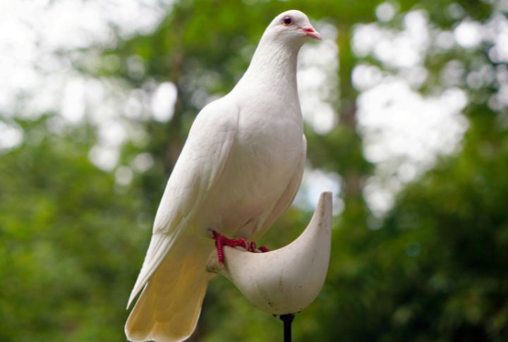 Dove