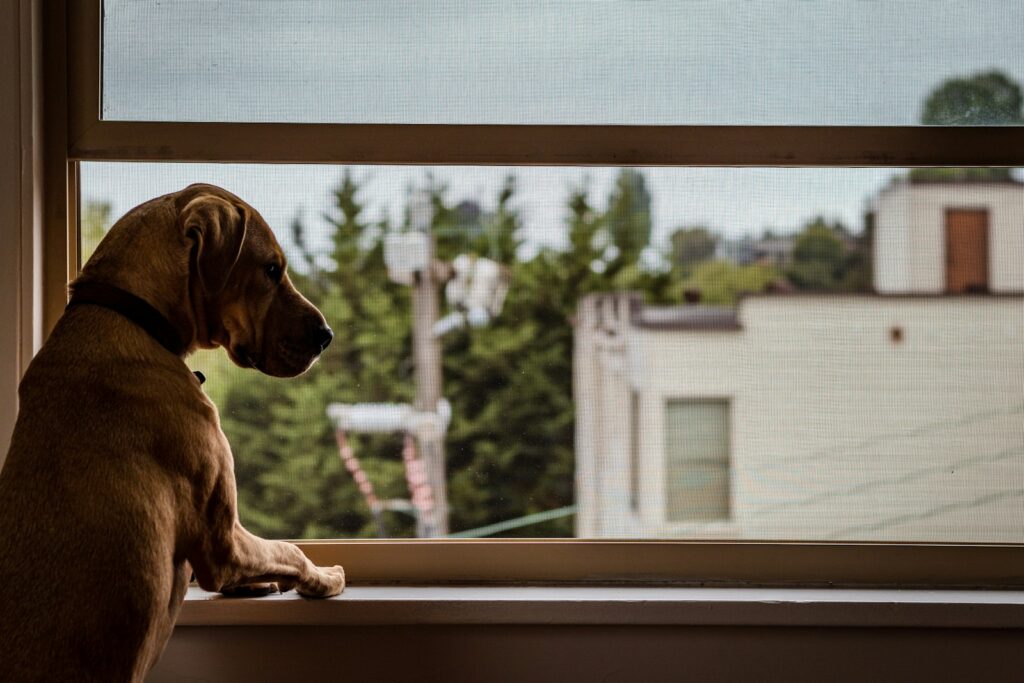 brown dog looking in the window