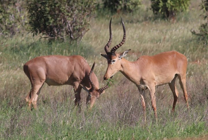 Hirola (Hunter's Antelope)