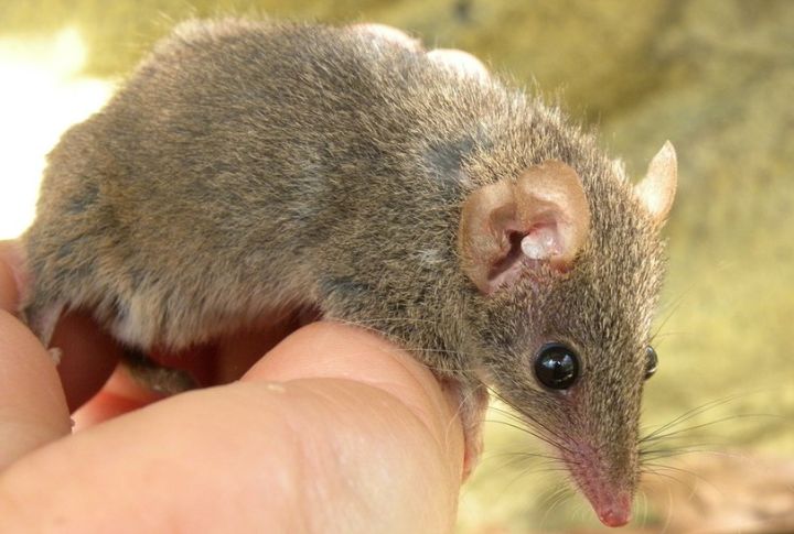 Brown Antechinus