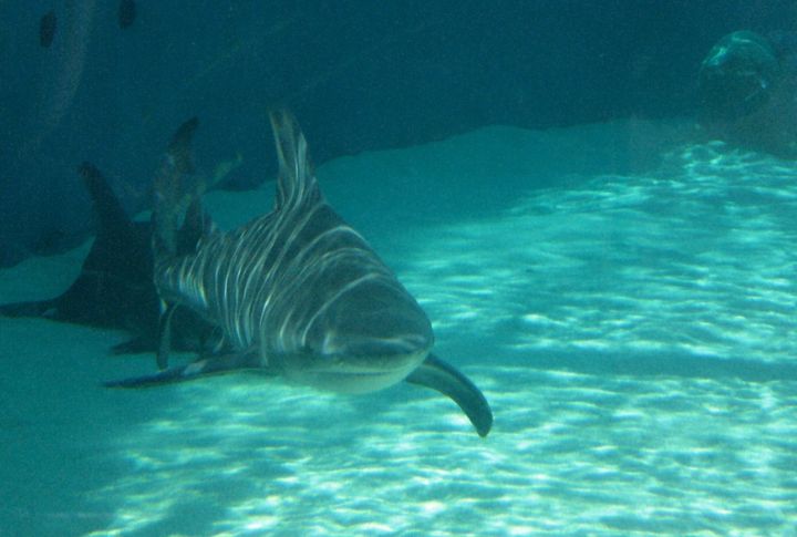 This Shark Can Survive Without Saltwater